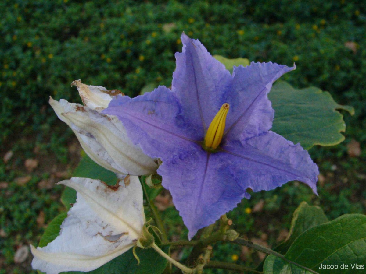 Solanum wrightii Benth.